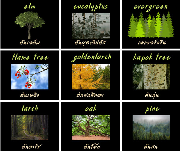 Tree ต้นไม้ รวมรายชื่อต้นไม้ต่างๆภาษาอังกฤษ - Eng-Panda