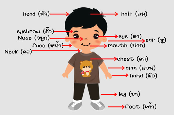 ร่างกายภาษาอังกฤษ