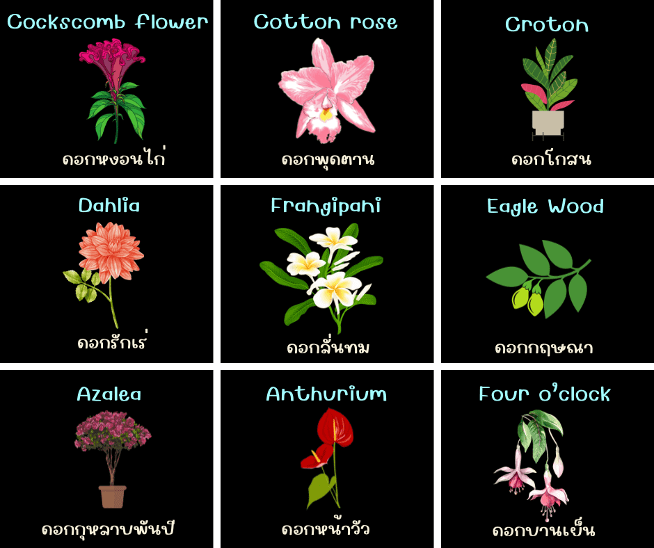 ชื่อดอกไม้ภาษาอังกฤษ