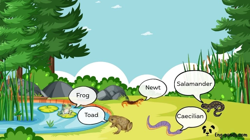 สัตว์ครึ่งบกครึ่งน้ำ (Amphibians)