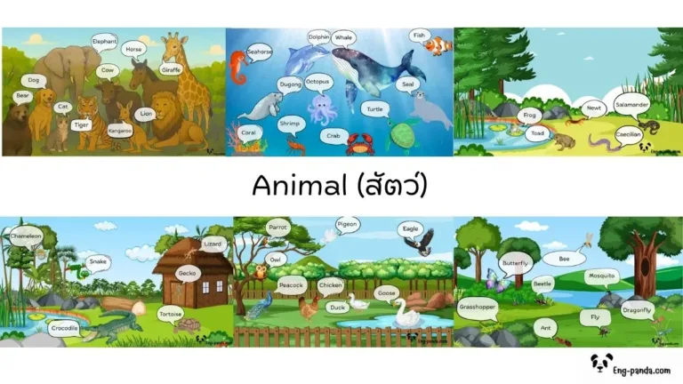 Animal สัตว์