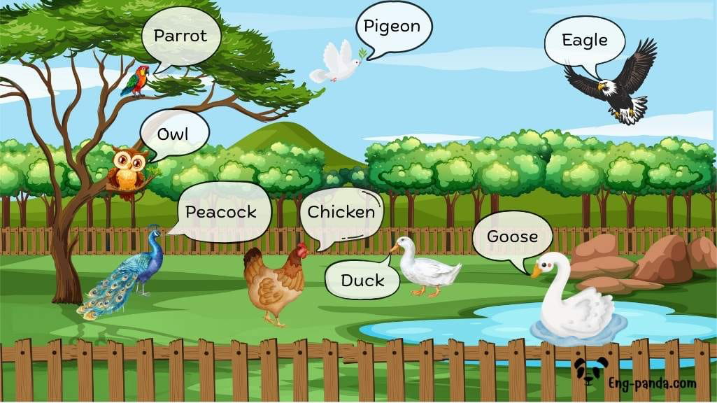 สัตว์ปีก (Birds)