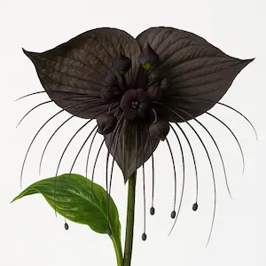 Black Bat Flower