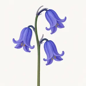 Bluebell