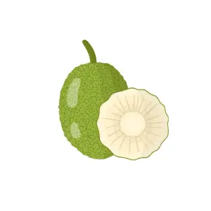 Breadfruit