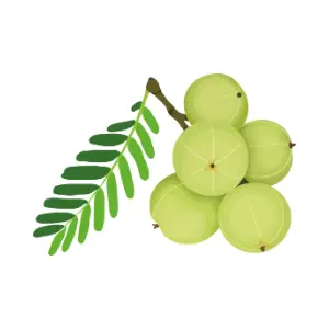 Ceylon gooseberry