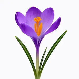Crocus