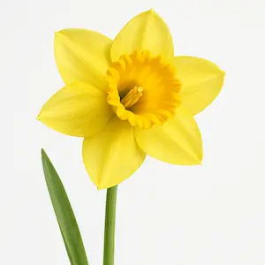 Daffodil