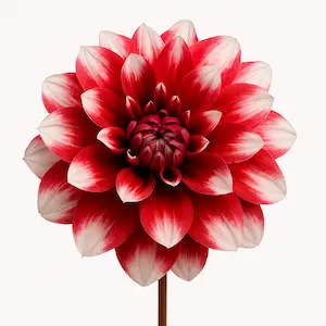Dahlia