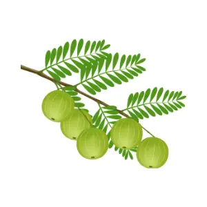 Gooseberry