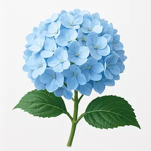 Hydrangea