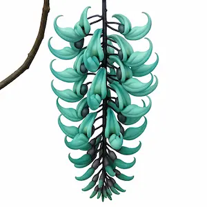 Jade Vine