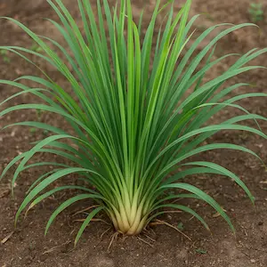 Lemongrass