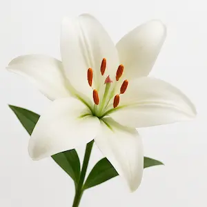 Lily