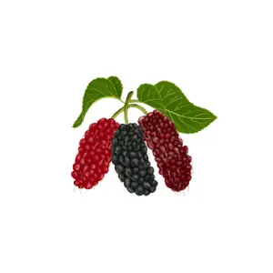 Mulberry