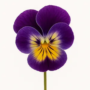 Pansy