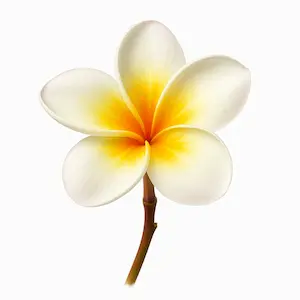 Plumeria