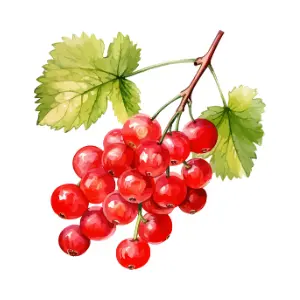 Redcurrant