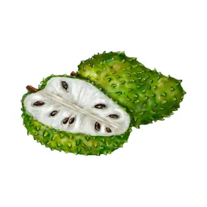Soursop