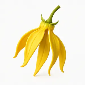 Ylang-Ylang