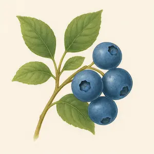 Blueberry