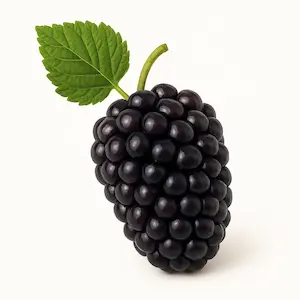 Boysenberry