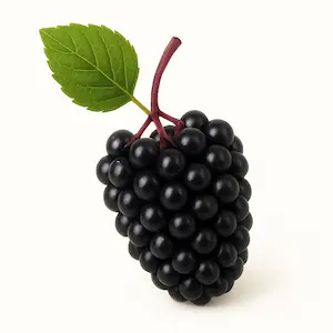 Elderberry