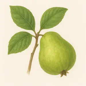 Guava