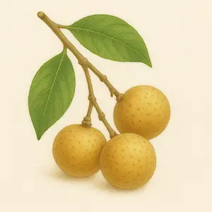 Longan