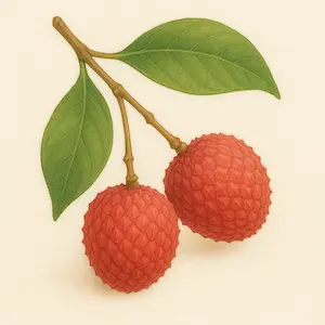 Lychee