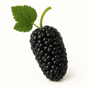 Mulberry