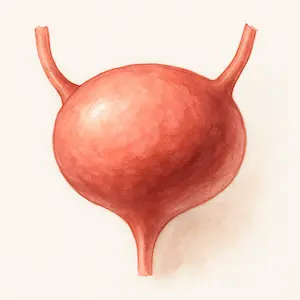 Bladder กระเพาะปัสสาวะ