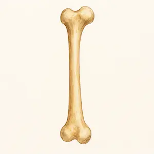 Bone กระดูก