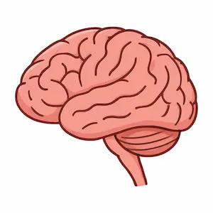Brain สมอง