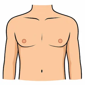 Chest หน้าอก
