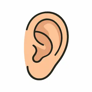 Ear หู