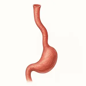 Esophagus หลอดอาหาร