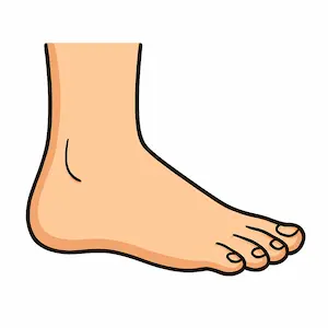 Foot เท้า
