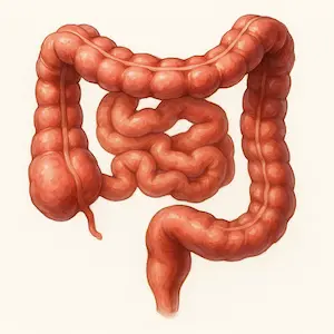 Large intestine ลำไส้ใหญ่