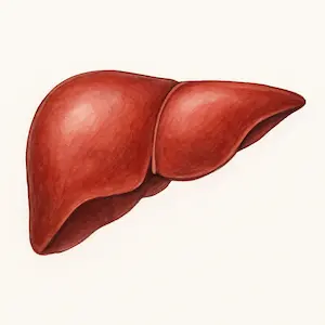 Liver ตับ