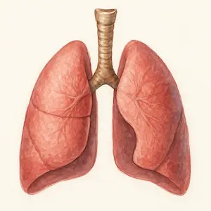 Lung ปอด