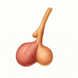 Pituitary gland ต่อมใต้สมอง