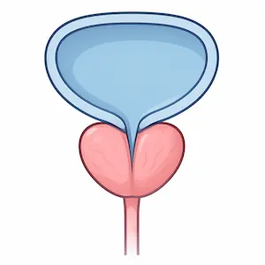 Prostate gland ต่อมลูกหมาก