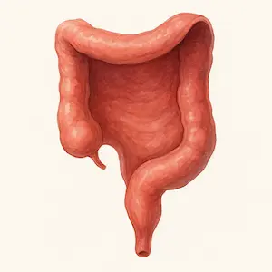 Rectum ไส้ตรง