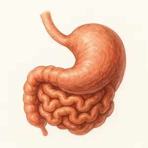 Small intestine ลำไส้เล็ก
