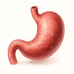 Stomach กระเพาะอาหาร