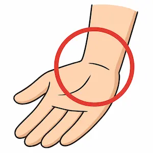 Wrist ข้อมือ